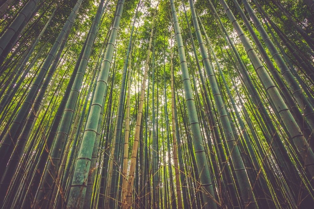 le bambou est écologique