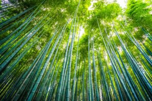 ecologie-bambou